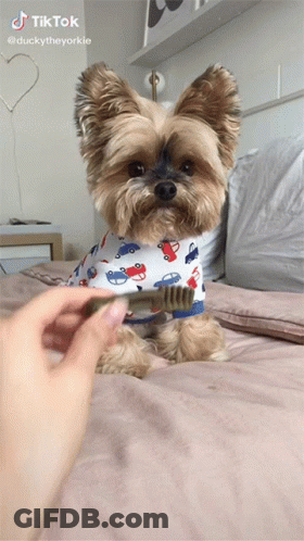 A Small Dog Wearing A Shirt With Cars On It Is Being Brushed By A Person GIF