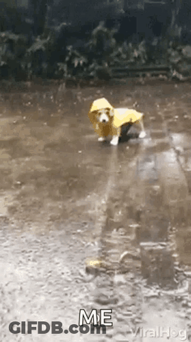 A Small Dog Wearing A Yellow Raincoat Is Standing In A Puddle . GIF