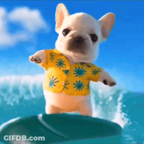 A Small Dog Wearing A Yellow Shirt Is Riding A Surfboard GIF