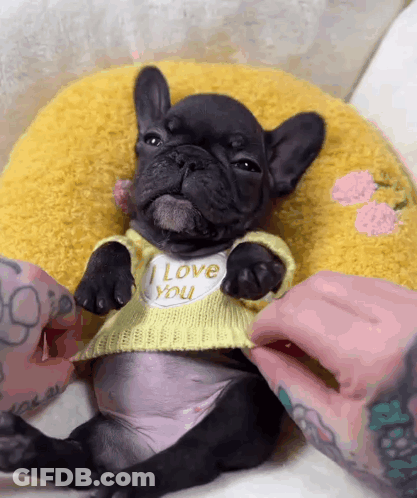 A Small Dog Wearing A Yellow Sweater That Says I Love You GIF