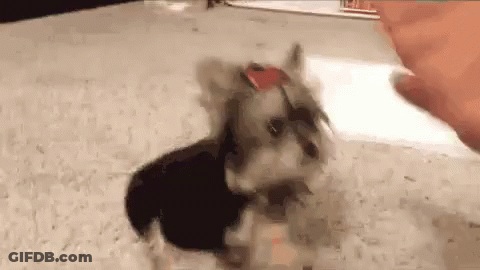 A Small Dog Wearing Sunglasses And A Bow Tie Is Being Petted By A Person . GIF