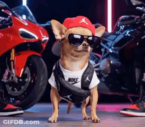 A Small Dog Wearing Sunglasses And A Hat Is Standing In Front Of A Motorcycle . GIF