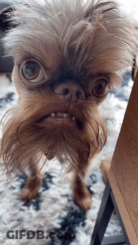 A Small Dog With A Beard And A Very Strange Face GIF