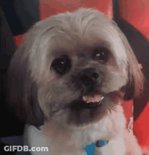 A Small Dog With A Blue Collar Is Smiling And Looking At The Camera . GIF
