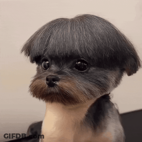 A Small Dog With A Mushroom Shaped Haircut GIF