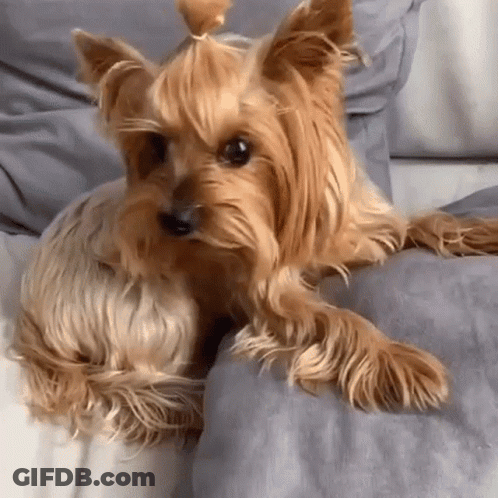 A Small Dog With A Ponytail Is Laying On A Couch Looking At The Camera . GIF