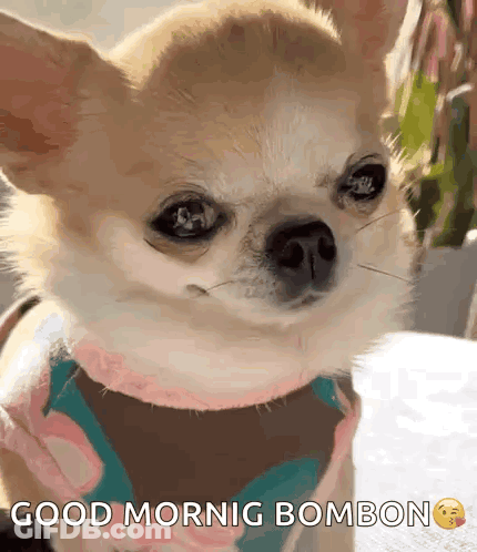 A Small Dog With A Scarf Around Its Neck Says Good Mornig Bombon . GIF