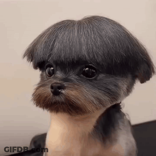 A Small Dog With A Very Short Haircut On Its Head GIF