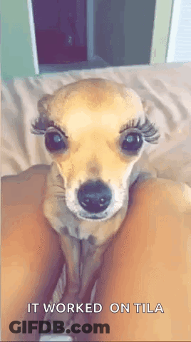 A Small Dog With False Eyelashes Is Sitting On A Person 'S Leg . GIF