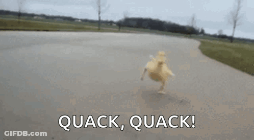 A Small Duck Is Running Down A Road With The Words Quack Quack . GIF