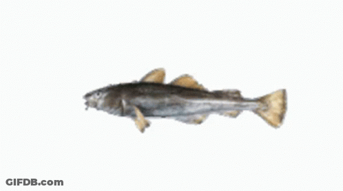 A Small Fish Is Swimming On A White Background GIF