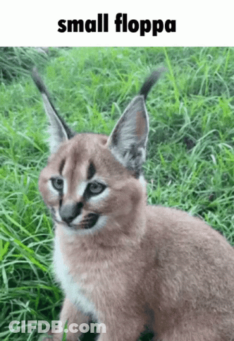 A Small Floppa Is Sitting In The Grass Looking At The Camera . GIF