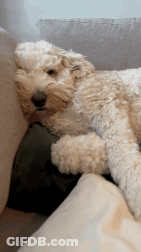 A Small Fluffy Dog Laying On A Couch GIF