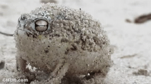 A Small Frog Covered In Sand Looks At The Camera GIF