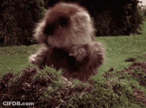 A Small Furry Animal Is Sitting In The Grass GIF