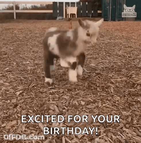 A Small Goat Is Standing In A Pile Of Wood Chips And Says `` Excited For Your Birthday '' . GIF