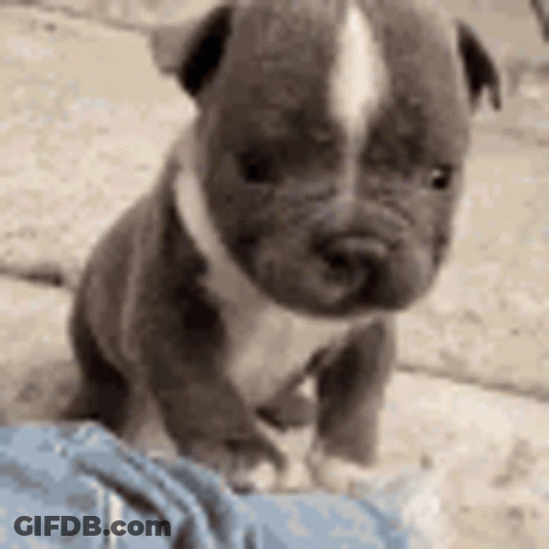 A Small Gray And White Puppy Is Sitting On A Person 'S Lap . GIF
