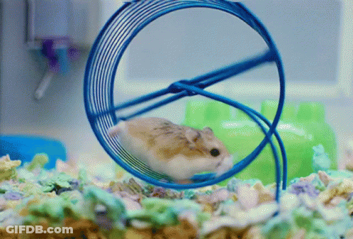 A Small Hamster Is Running In A Blue Wheel GIF