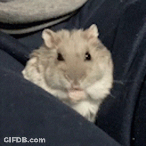 A Small Hamster Is Sitting In Someone 'S Lap And Looking At The Camera GIF