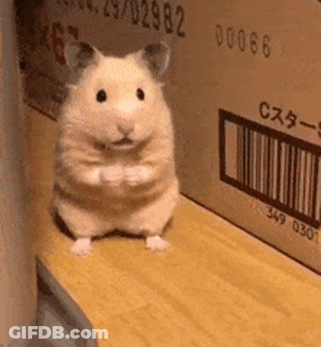 A Small Hamster Is Sitting On A Wooden Shelf Next To A Cardboard Box With A Barcode On It . GIF
