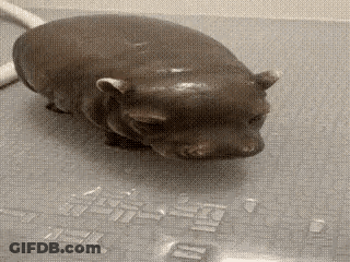 A Small Hippopotamus Is Standing On A Bath Mat . GIF