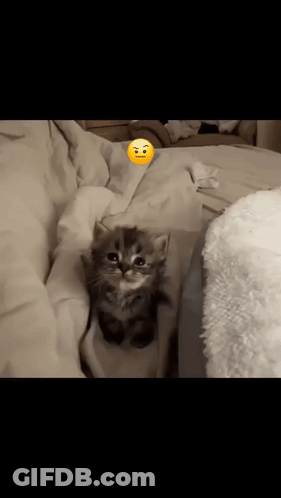 A Small Kitten Is Laying On A Bed With A Smiley Face On Its Head . GIF
