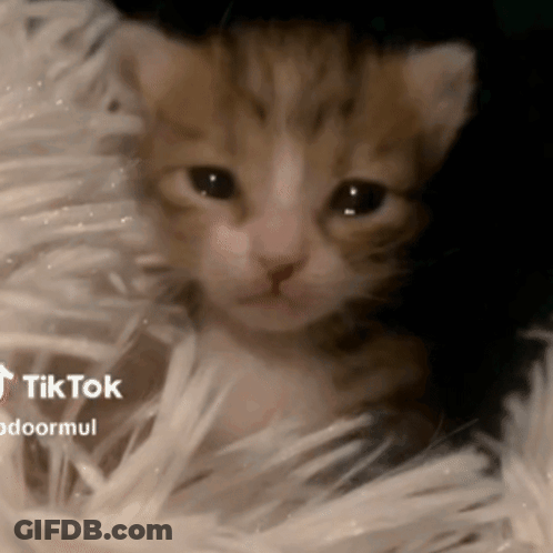 A Small Kitten Is Laying On A White Blanket With Tik Tok Written On The Bottom GIF