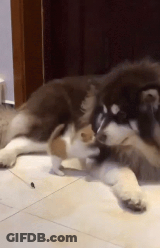 A Small Kitten Is Playing With A Large Dog On A Tile Floor . GIF