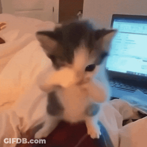 A Small Kitten Is Sitting On A Bed In Front Of A Laptop GIF