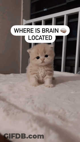 A Small Kitten Is Sitting On A Bed With A Sign That Says Where Is Brain Located GIF