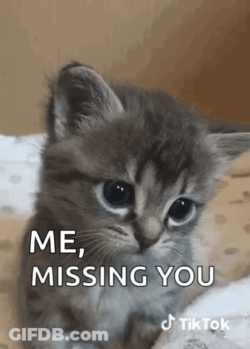 A Small Kitten Is Sitting On A Bed With The Words `` Me , Missing You '' Written On It . GIF
