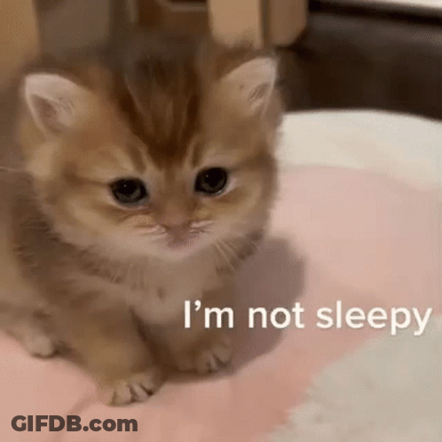 A Small Kitten Is Sitting On A Pink Pillow And Looking At The Camera . GIF