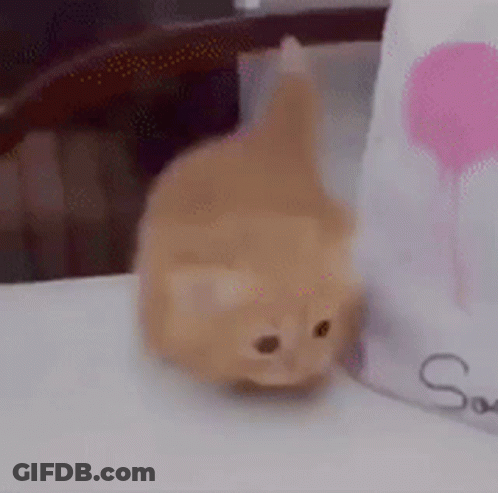 A Small Kitten Is Sitting On A Table Next To A Pink Balloon . GIF