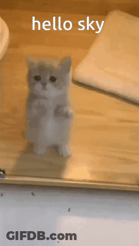 A Small Kitten Is Standing In Front Of A Glass Door With The Words Hello Sky Above It GIF