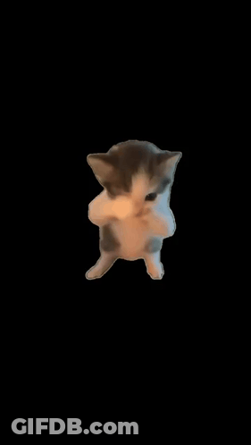 A Small Kitten Is Standing On Its Hind Legs And Looking At The Camera . GIF