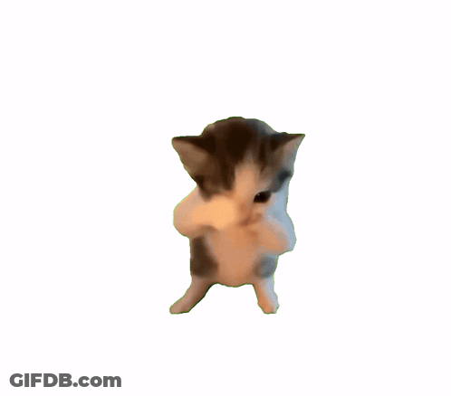 A Small Kitten Is Standing On Its Hind Legs And Looking At The Camera GIF