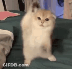 A Small Kitten Is Standing On Its Hind Legs On A Bed . GIF