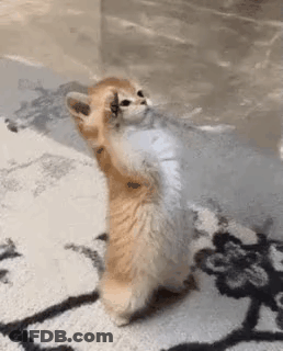 A Small Kitten Is Standing On Its Hind Legs On A Carpet . GIF