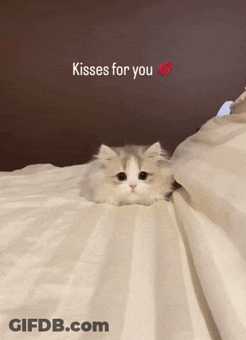 A Small Kitten Laying On A Bed With The Words Kisses For You Written Above It GIF
