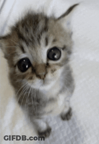 A Small Kitten Looking Up At The Camera With A White Background GIF
