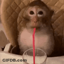 A Small Monkey Is Drinking From A Glass With A Straw . GIF