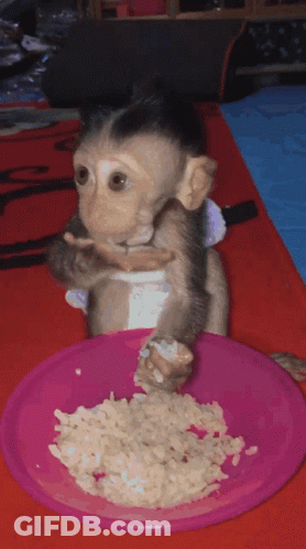 A Small Monkey Is Eating Food From A Pink Plate GIF