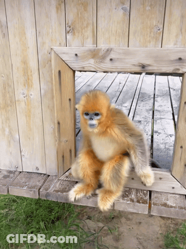 A Small Monkey Is Sitting On A Wooden Ledge GIF