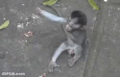 A Small Monkey Is Sitting On The Ground With Its Arm Outstretched . GIF