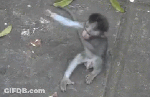 A Small Monkey Is Sitting On The Ground With Leaves Around It GIF