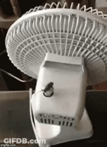 A Small Mouse Is Sitting On The Back Of A Fan . GIF