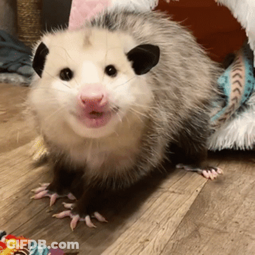 A Small Opossum Is Standing On A Wooden Floor GIF