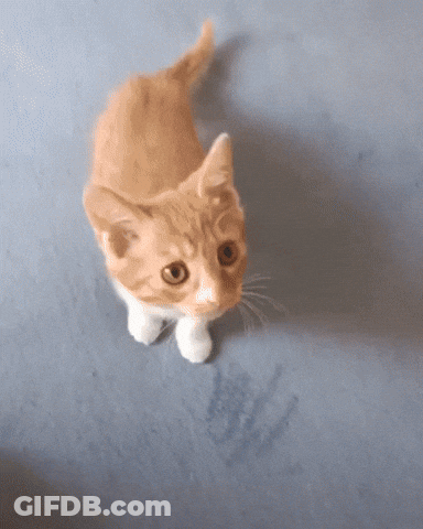 A Small Orange And White Kitten Looking Up At The Camera GIF