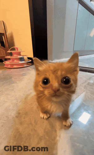 A Small Orange Cat With Big Eyes Is Standing On A Tiled Floor GIF
