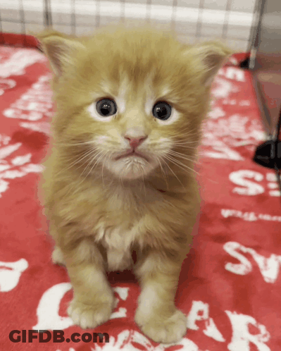 A Small Orange Kitten Is Sitting On A Red Blanket With The Word Cats On It GIF